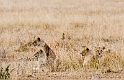 Lions in waiting_HBB5721